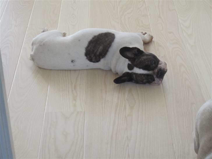 Fransk bulldog Walter R.I.P - Man orker simpelthen ikke at flytte sig billede 10