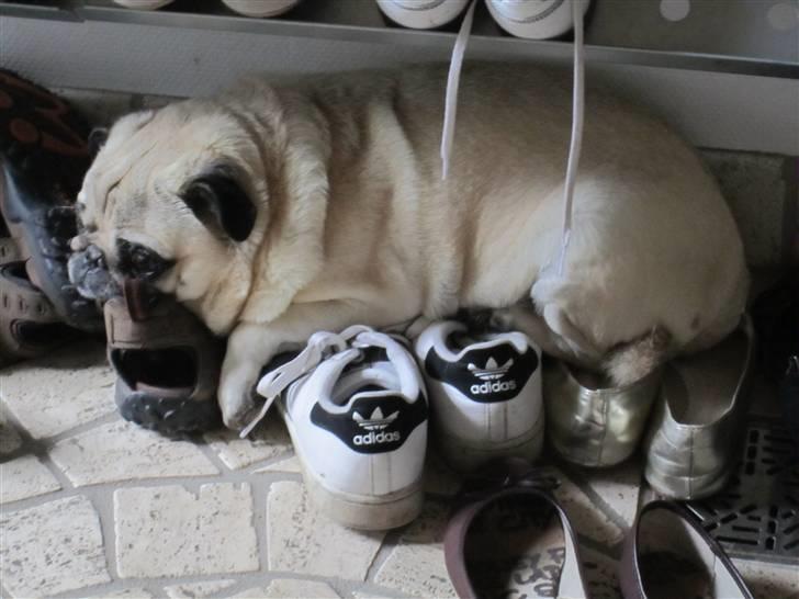 Mops Bonzo billede 15