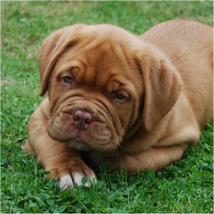 Dogue de bordeaux Tristan billede 11