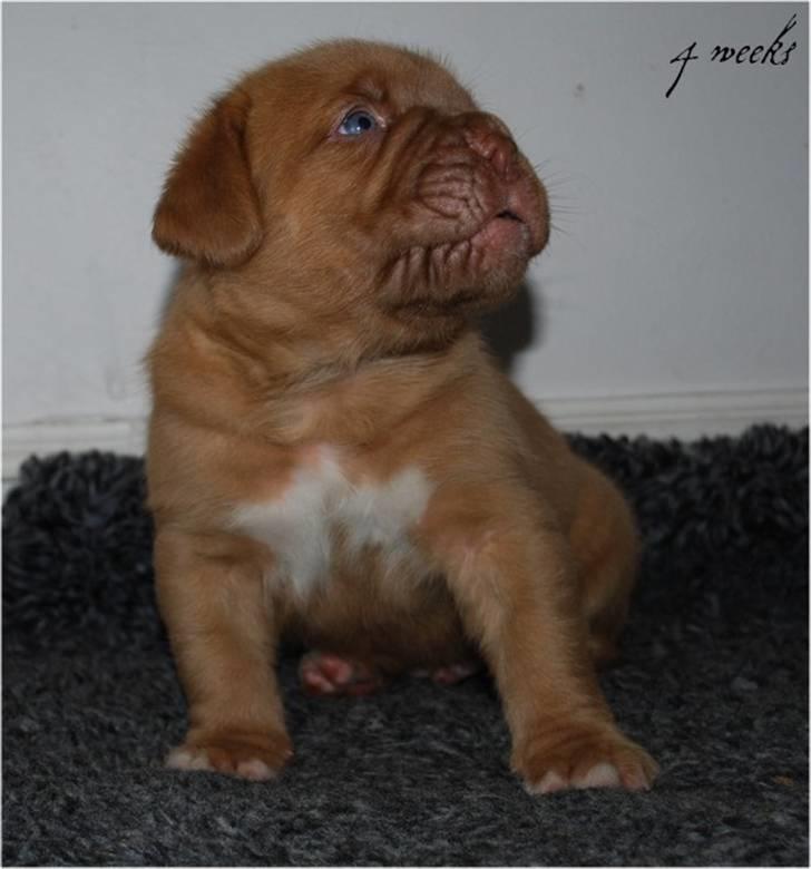 Dogue de bordeaux Tristan billede 20