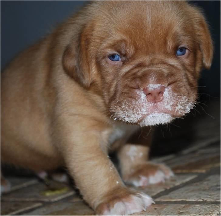 Dogue de bordeaux Tristan billede 16