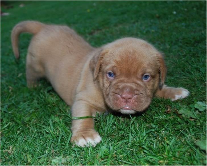 Dogue de bordeaux Tristan billede 17