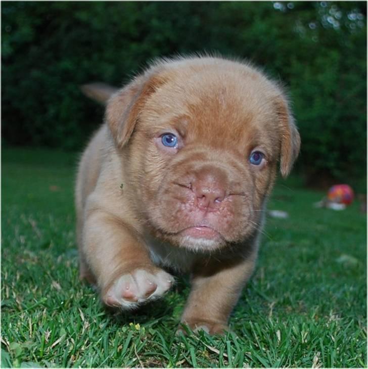 Dogue de bordeaux Tristan billede 18