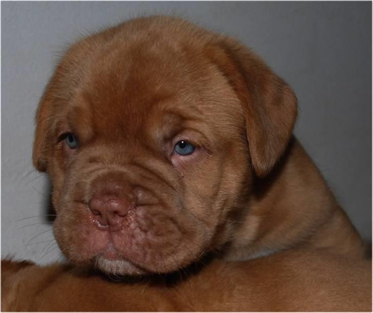 Dogue de bordeaux Tristan billede 19