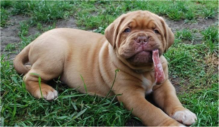 Dogue de bordeaux Tristan billede 14