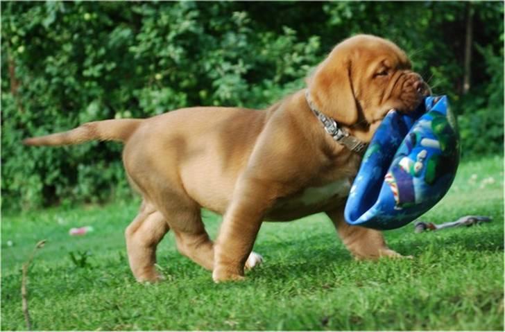 Dogue de bordeaux Tristan billede 15