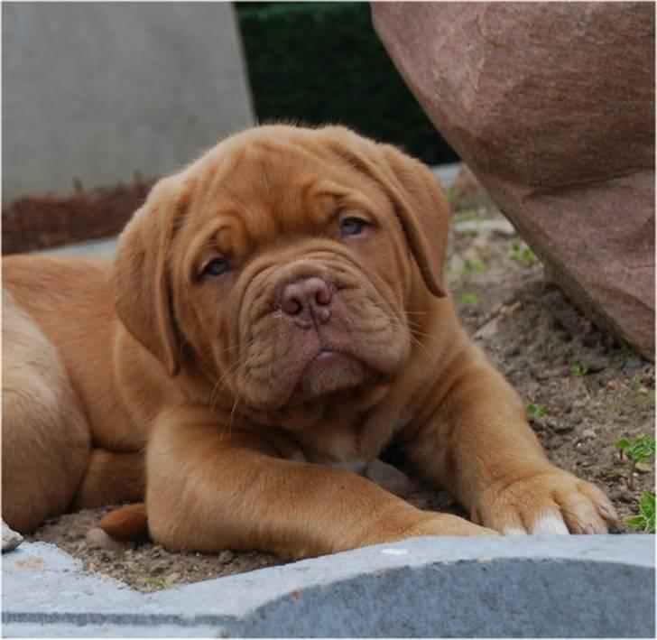 Dogue de bordeaux Tristan billede 12