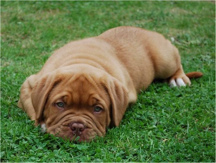 Dogue de bordeaux Tristan billede 10