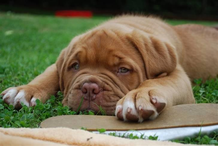 Dogue de bordeaux Tristan billede 9