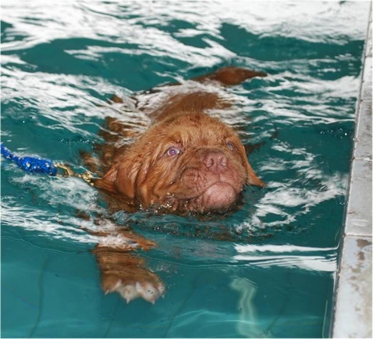 Dogue de bordeaux Tristan billede 13