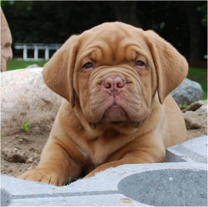Dogue de bordeaux Thilda billede 8
