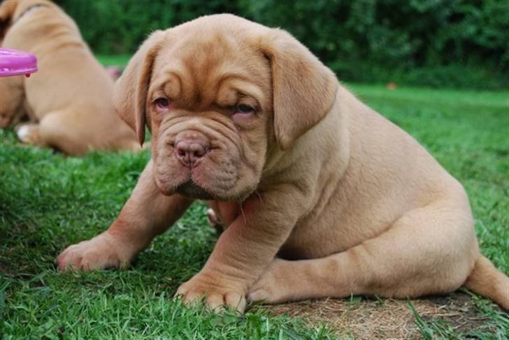 Dogue de bordeaux Thilda billede 10