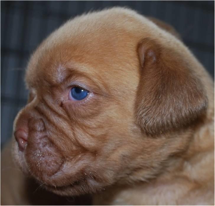 Dogue de bordeaux Thilda billede 19