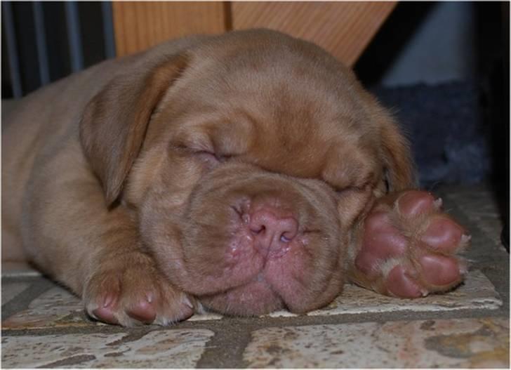Dogue de bordeaux Thilda billede 15