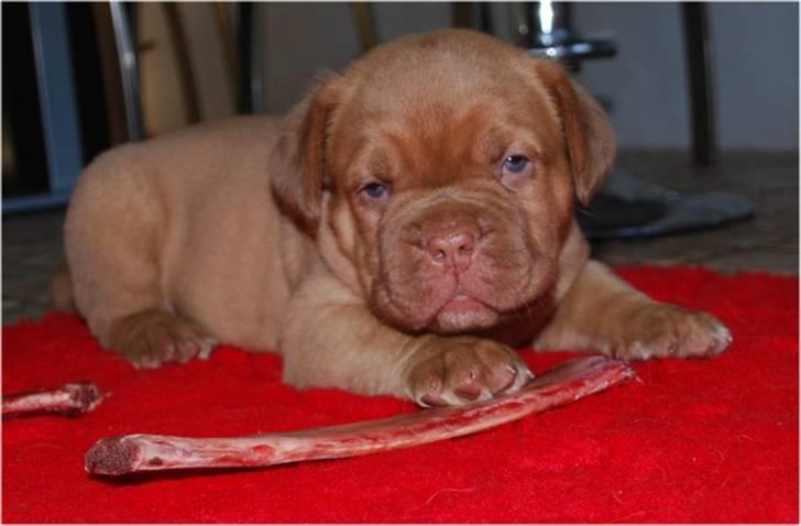 Dogue de bordeaux Thilda billede 16