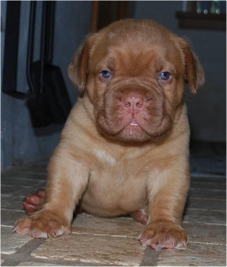 Dogue de bordeaux Thilda billede 17
