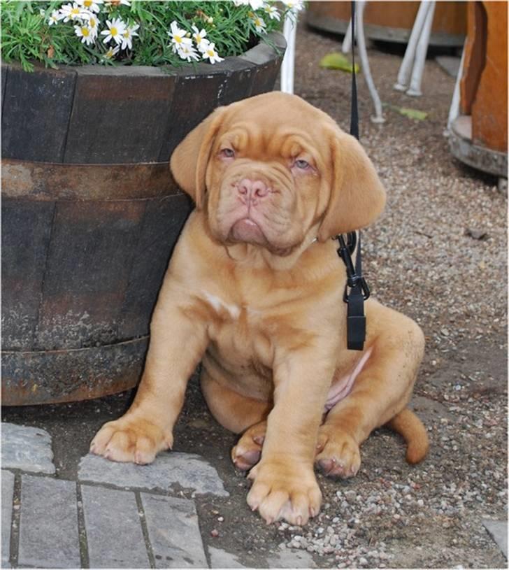 Dogue de bordeaux Thilda billede 6