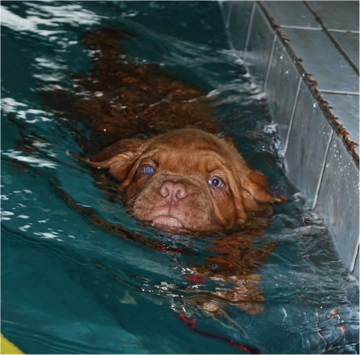 Dogue de bordeaux Thilda billede 12