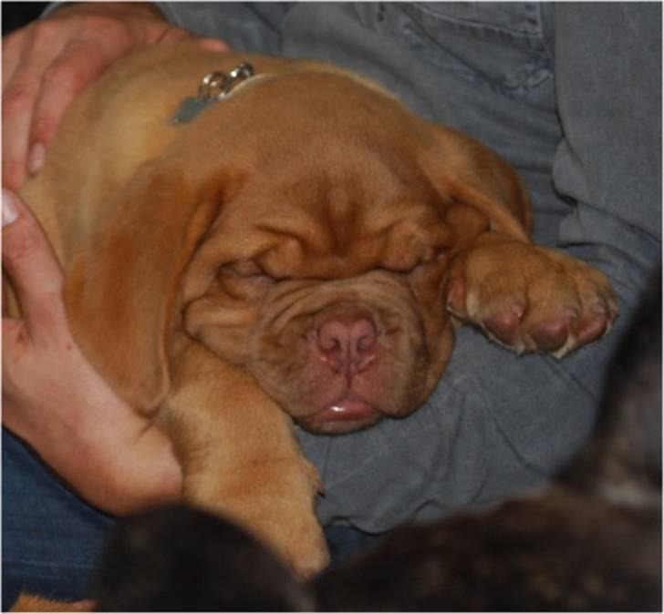 Dogue de bordeaux Thilda billede 7