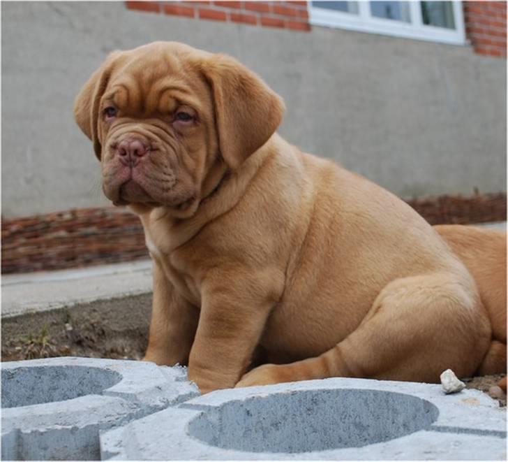 Dogue de bordeaux Thilda billede 9