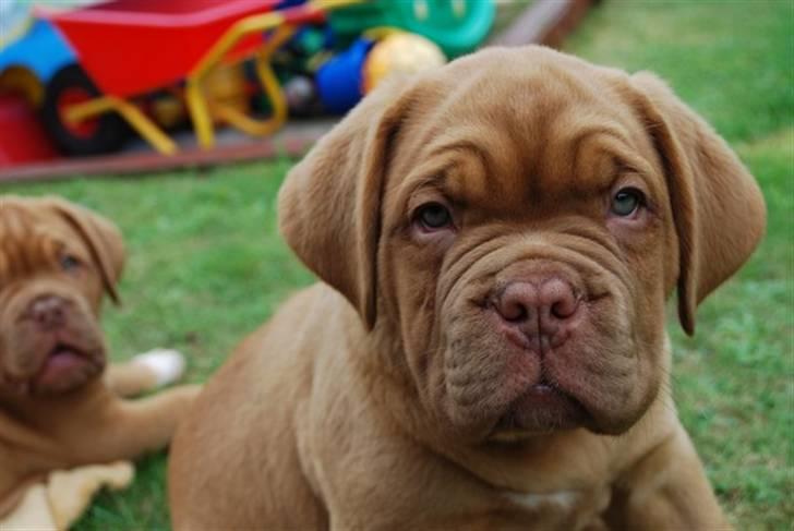 Dogue de bordeaux Thilda billede 11