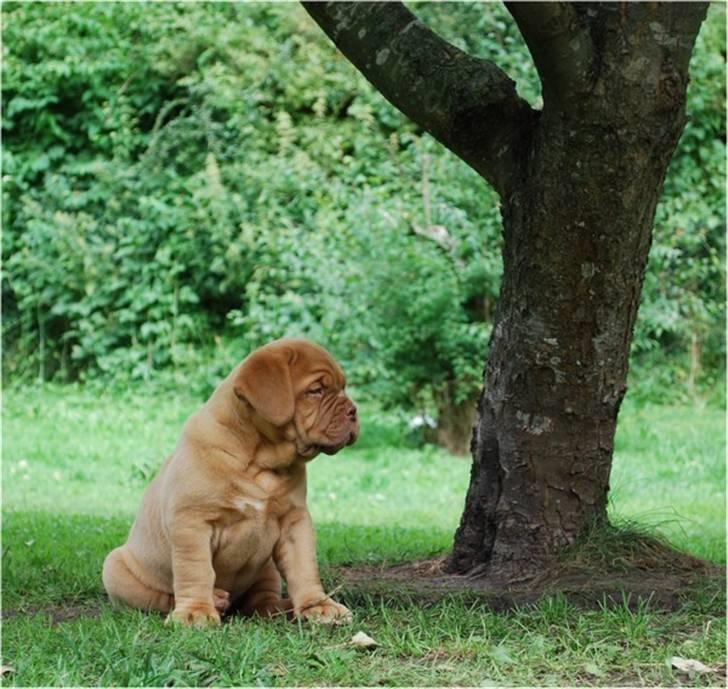 Dogue de bordeaux Thilda billede 14