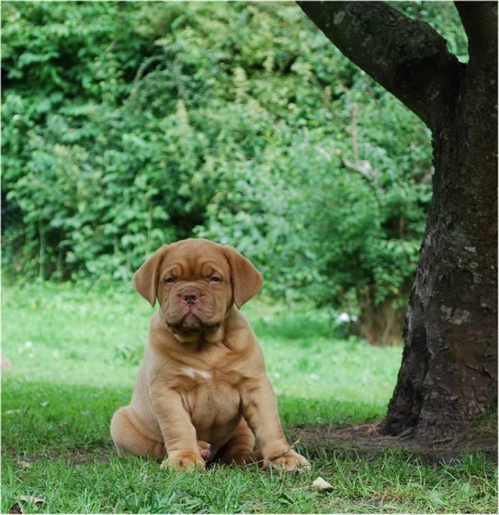 Dogue de bordeaux Thilda billede 13