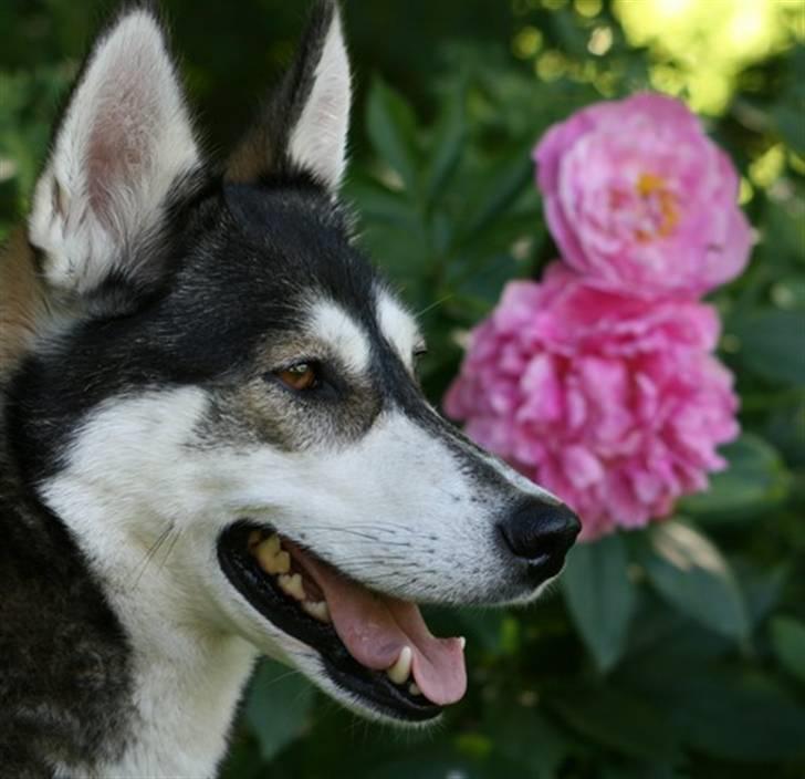 Siberian husky Caia - Sommerbillede - dejlige pæoner i baggrunden (c: billede 18