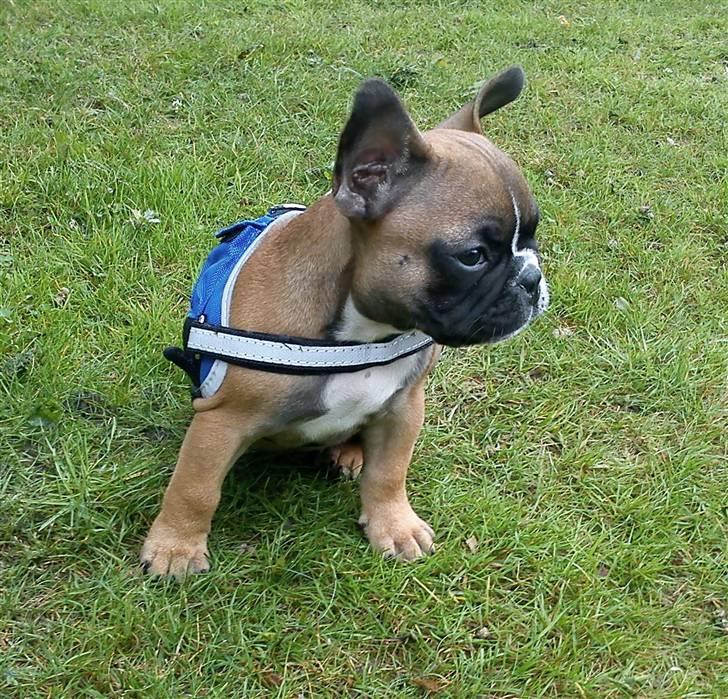 Fransk bulldog Willie - 8 uger - Willie med bløde ører og sin nye sele. billede 20