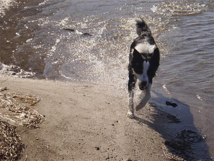 Border collie Indy billede 19