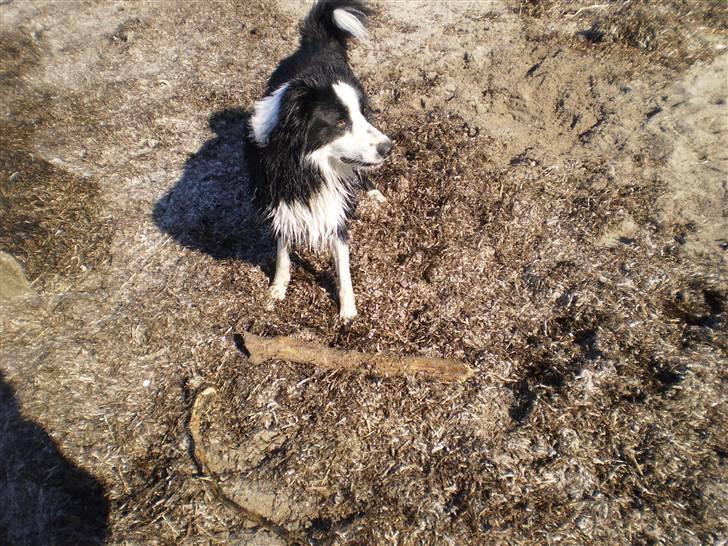 Border collie Indy billede 20