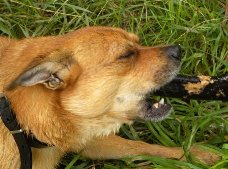 Blanding af racer Charlie - Ingen rør Charlies pind billede 8