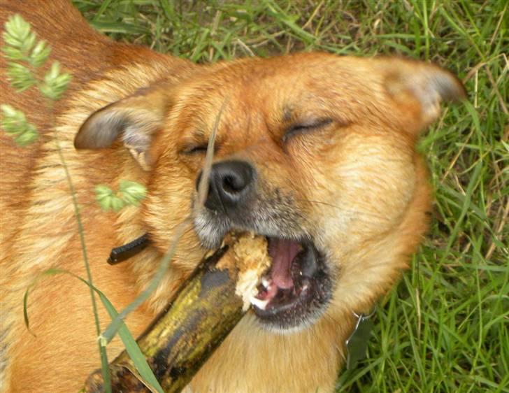 Blanding af racer Charlie - det er hans bytte, som bliver gnavet i stumper og stykker billede 9