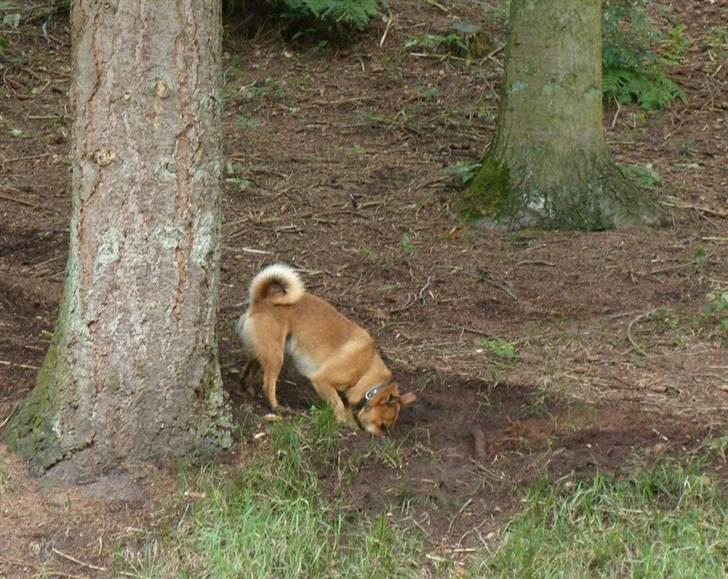 Blanding af racer Charlie - der bliver gravet mange huller i skoven og på marken billede 10