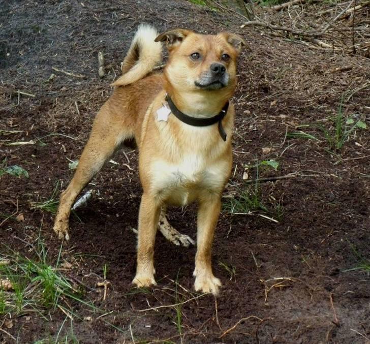 Blanding af racer Charlie - skal lige vejre om der kommer nogen billede 11