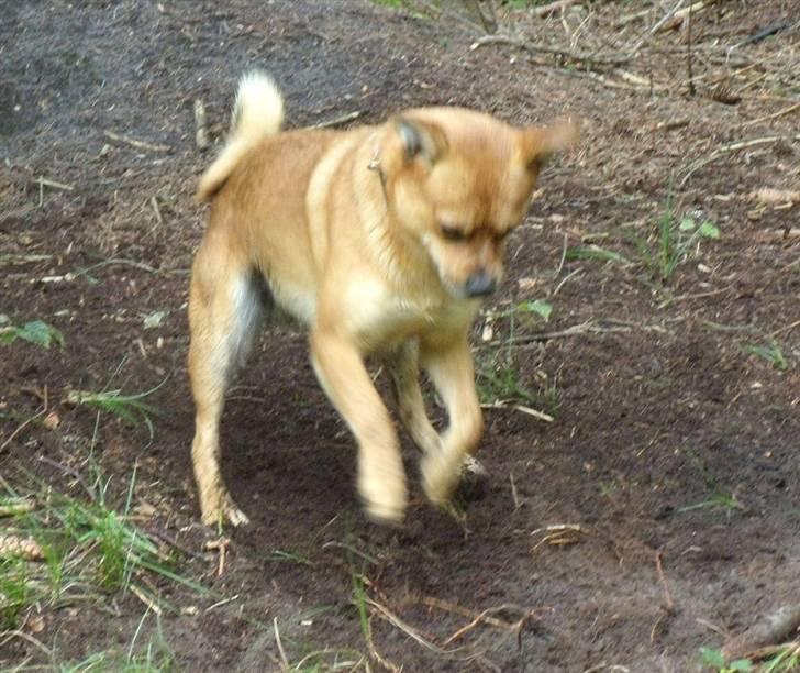 Blanding af racer Charlie - og så ellers igang igen med stor entutiasme billede 12