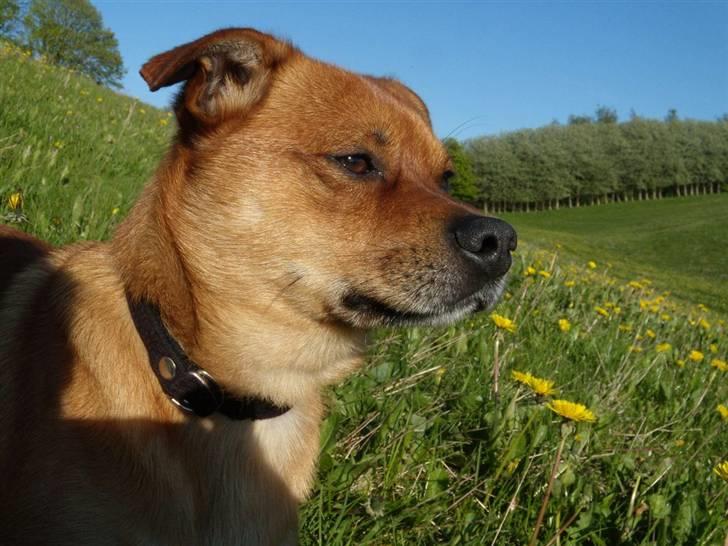 Blanding af racer Charlie billede 13