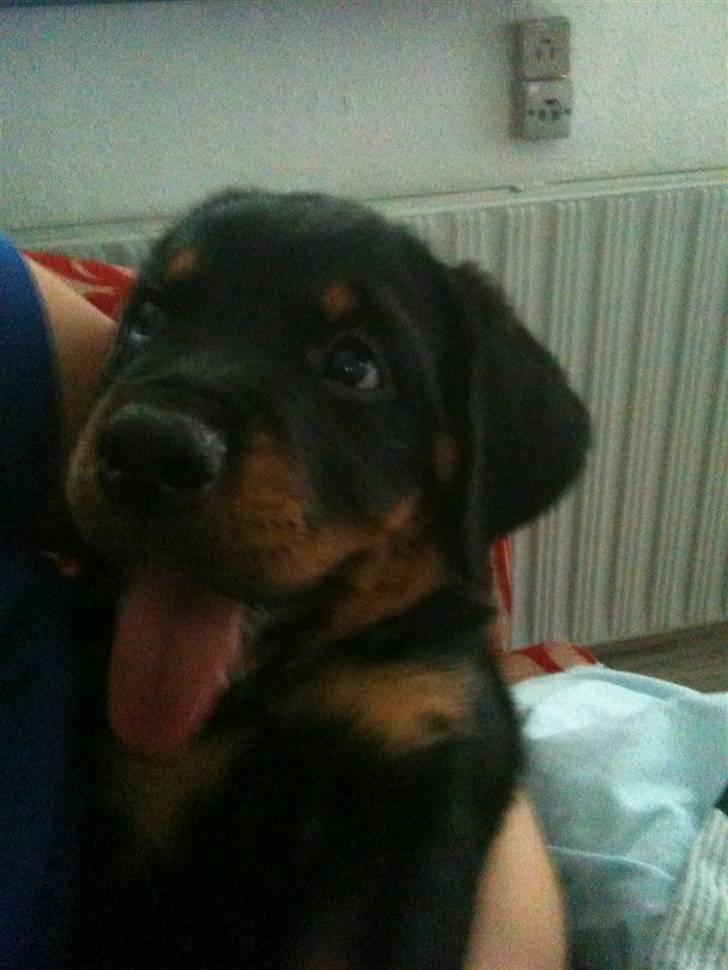 Rottweiler Pito billede 9