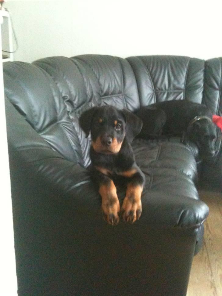 Rottweiler Pito billede 10