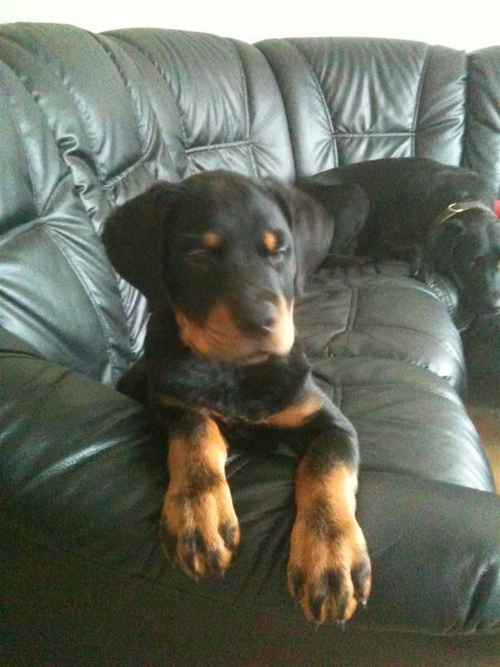 Rottweiler Pito billede 11