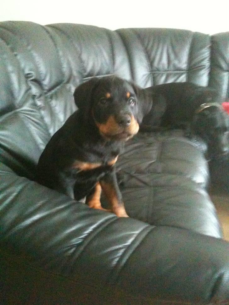 Rottweiler Pito billede 12