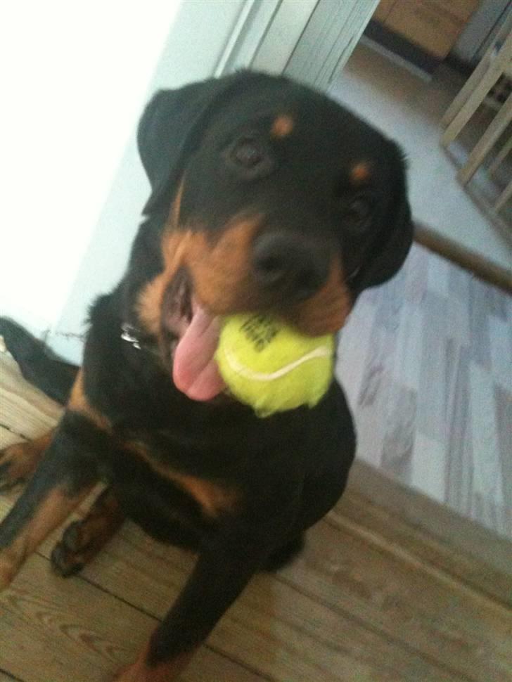 Rottweiler Pito billede 13