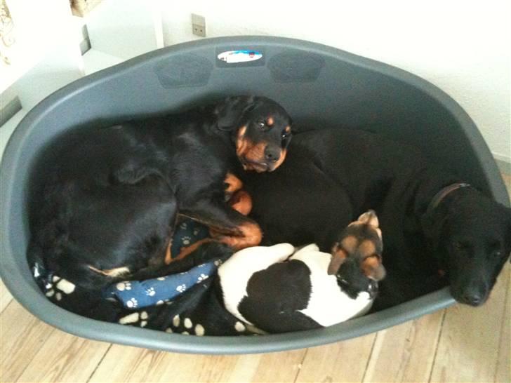 Rottweiler Pito billede 14