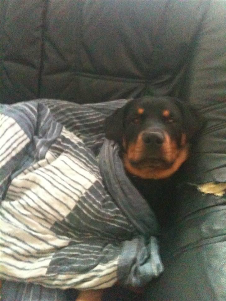 Rottweiler Pito billede 15