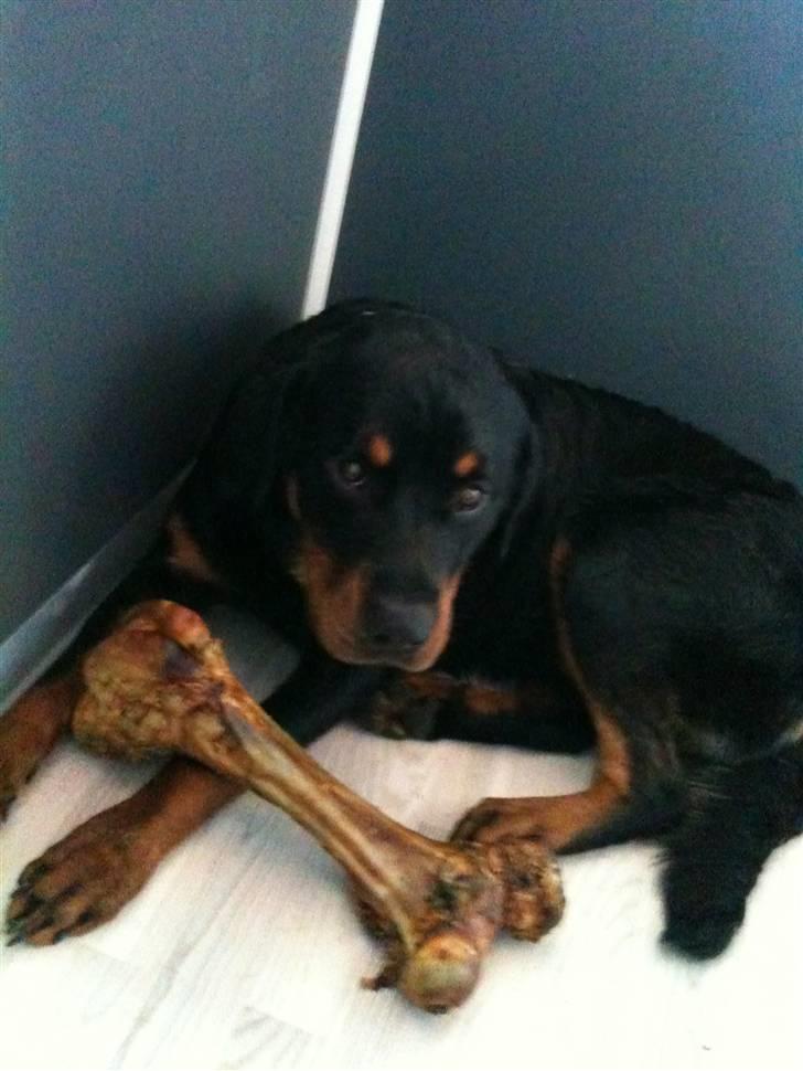 Rottweiler Pito billede 17
