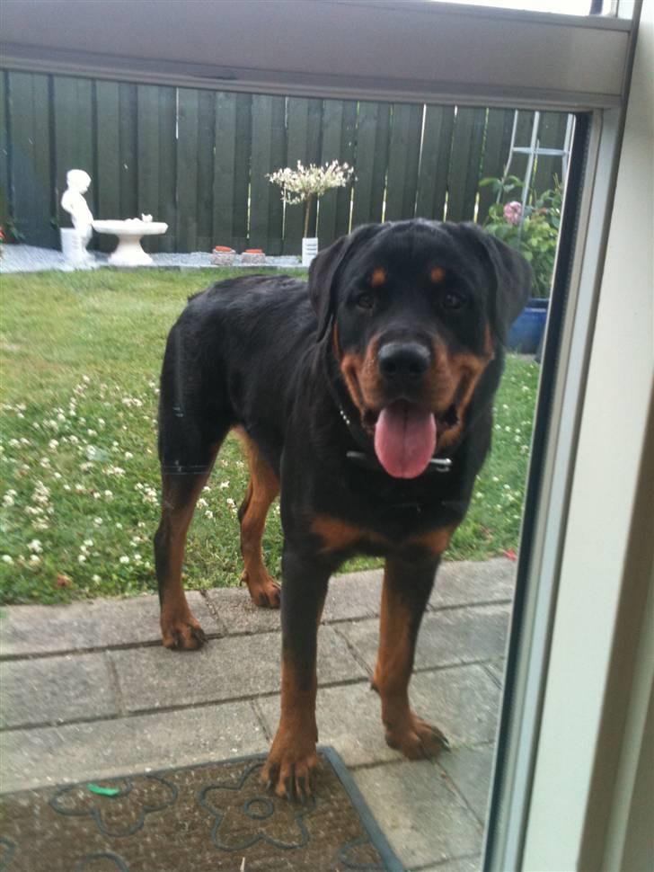Rottweiler Pito billede 18
