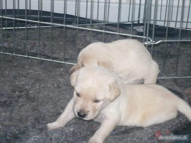 Labrador retriever Senta [BABY] billede 12