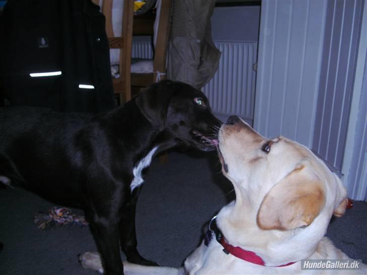 Labrador retriever Senta [BABY] billede 14