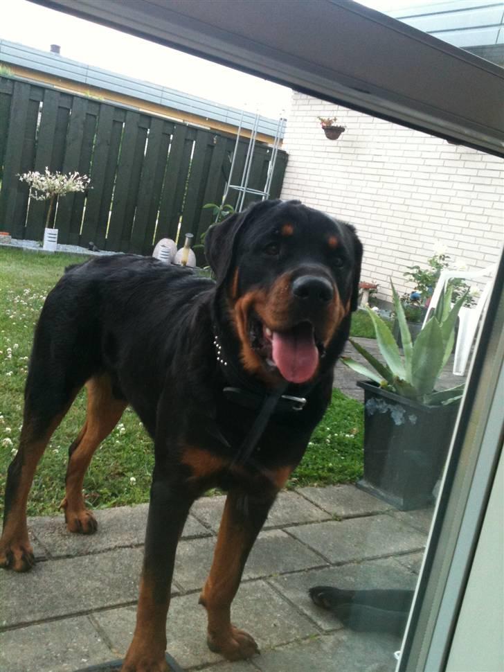 Rottweiler Pito billede 19