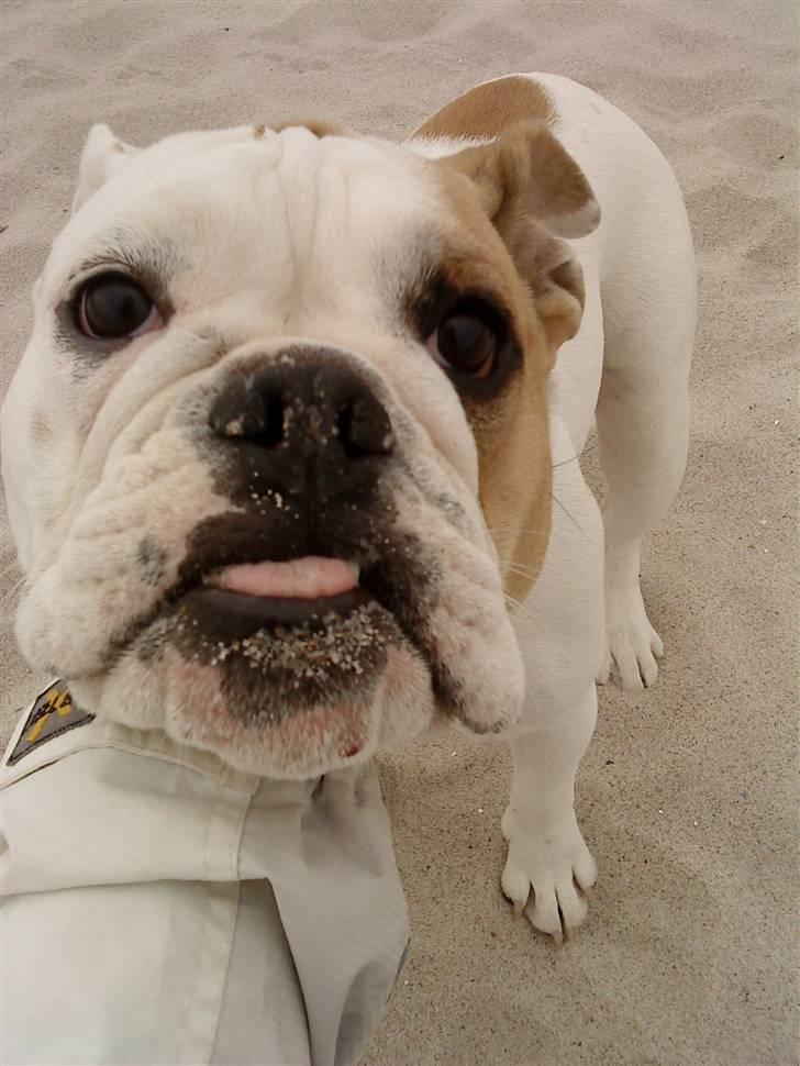 Blanding af racer Luna billede 9